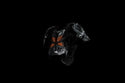 KTM A10 Body Protector